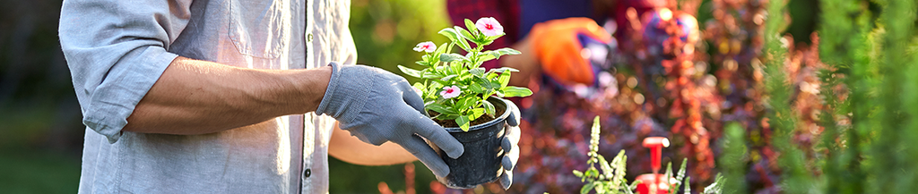 Your Gardening Calendar for the Year